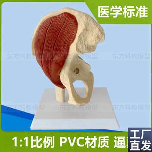 人体髋关节模型1:1比例u髋骨带肌肉股骨头仿真可拆卸旋转活动医用