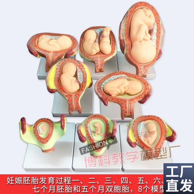 妊娠胚胎发育模型计划r生育模型婴儿胎儿发育过程模型生殖模型
