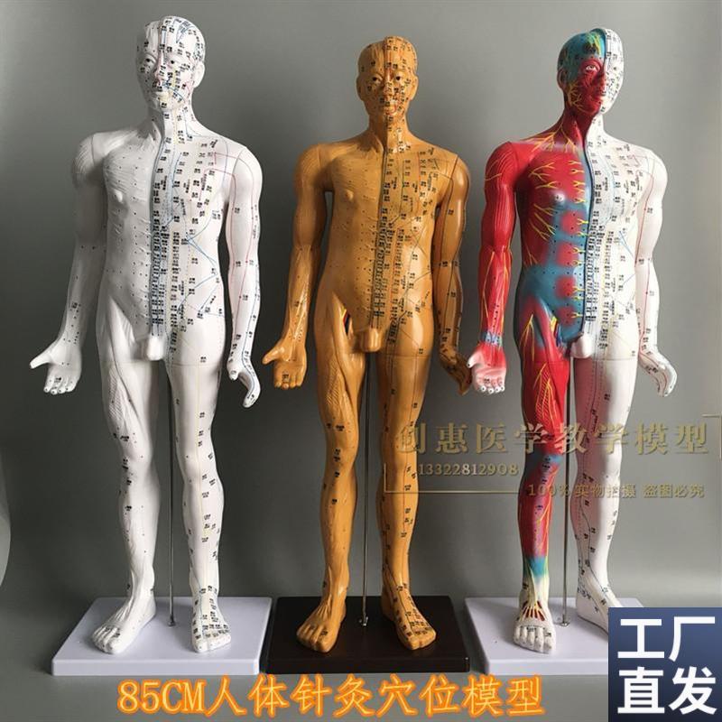 铜色清晰经络通针灸铜人中医师傅A人体穴位模型中医针灸人模85cm