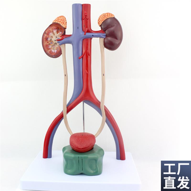 ENOVO颐诺人体泌尿系t统模型肾输尿管膀胱尿道解剖模型医学泌尿科