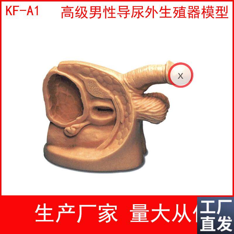 男性女性外生殖器模型实习v护理模型导尿模型生殖器教具导尿练习