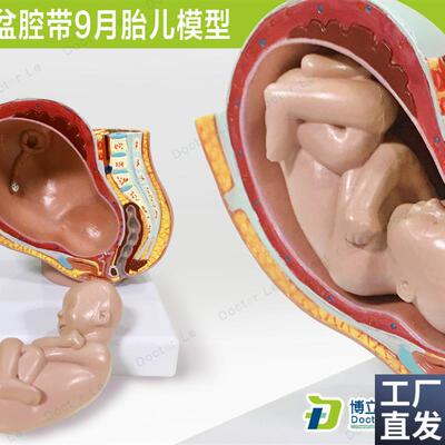 医教小型女性盆腔带9月胎儿解剖模F型胚胎发育妊娠盆腔计生妇科