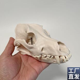 狗头骨模型口腔牙齿下颌骨犬科动物骨髅真实倒Q模兽医院教学模具