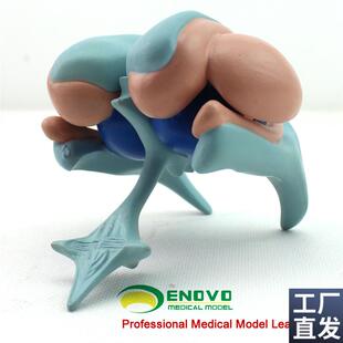 颐诺正品大脑基j底核模型丘脑模型尾状核杏仁核丘脑豆状核脑模型
