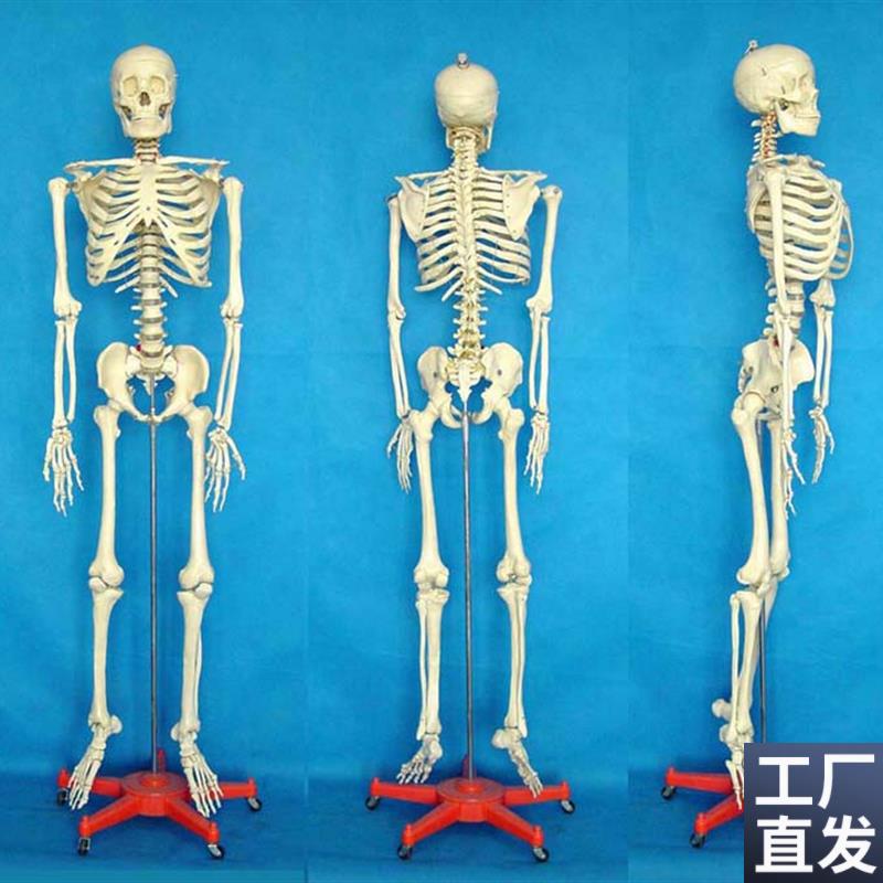 包邮标本骨骼模型170CM人C体模型骨骼人骨医学教人体骨架