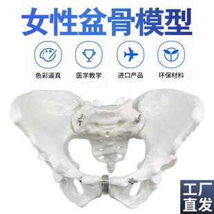 1比1女性骨盆模k型髂骨坐骨耻骨演示模型盆骨医用骨骼模型包邮