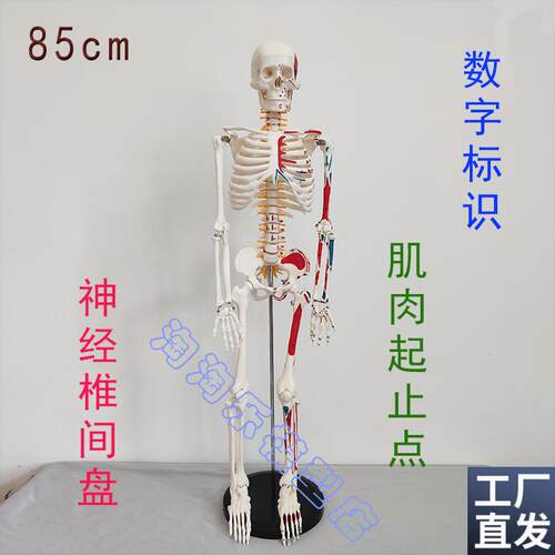 数字标识人d体骨骼模型肌肉起止点神经椎间盘骨架医学瑜伽健身85c