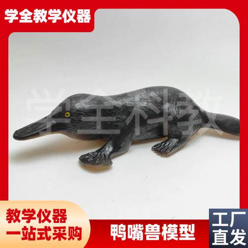 3237鸭嘴兽模型初高中生物教学演示科教仪器动物R模型pvc制作无味