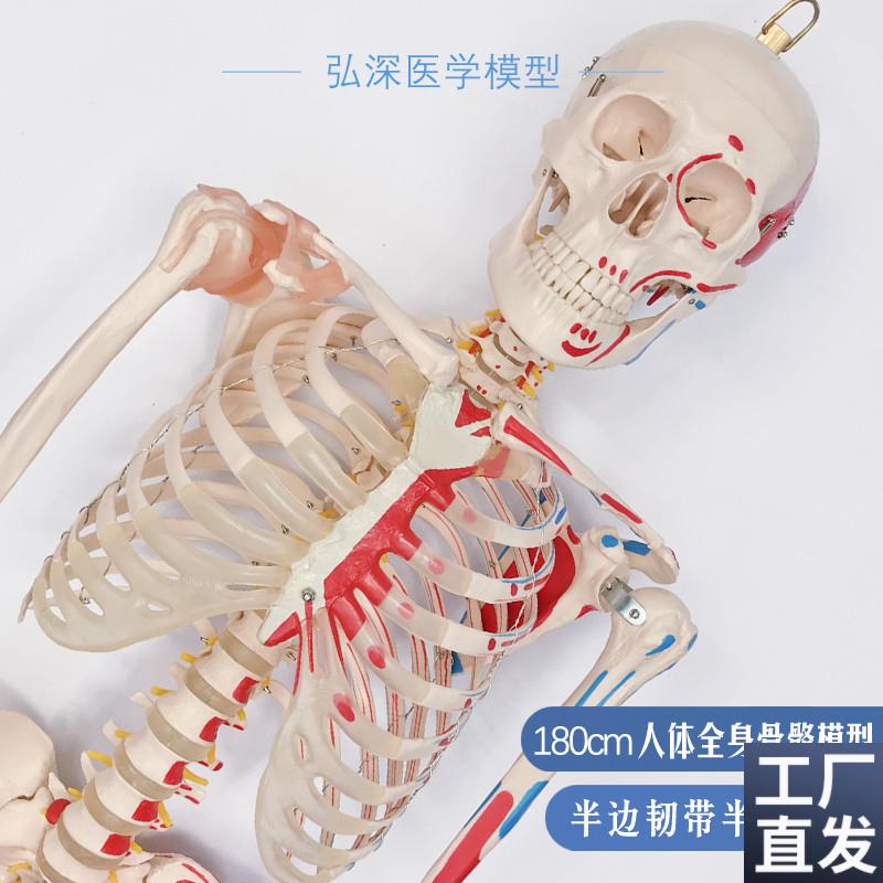 180人体全身骨骼模型大骨架骷髅韧带H肌肉起止点着色医学教学模具