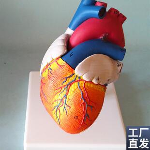心脏模型心房心室心瓣解剖模型人体教仪医用医学教学模.型厂家直