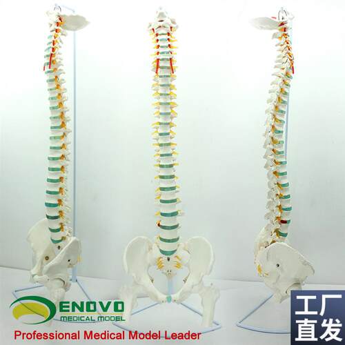 ENOVO颐诺医学人体脊柱模型脊椎D骨盆颈椎胸椎腰椎整骨科骨骼模型