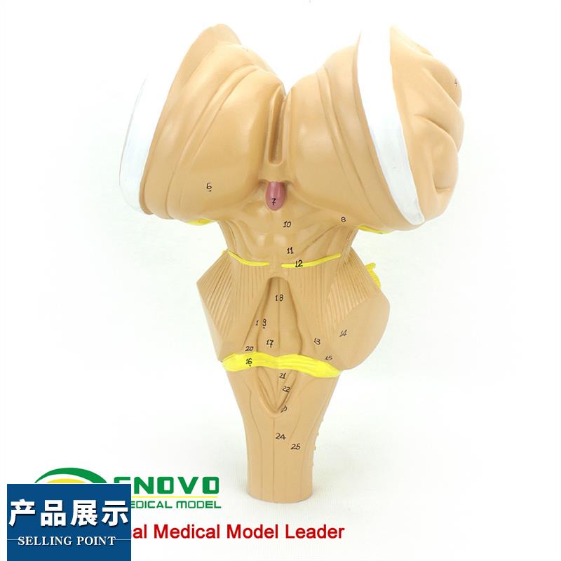 ENOVO颐诺脑干放大模型脑干延髓脑桥中脑神经医U学用大脑模型系