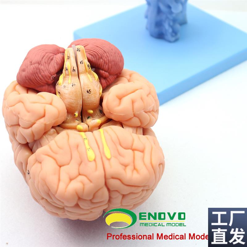 颐诺医用人体大脑解剖模型w脑干脑室间脑小脑模型神经科系统模型