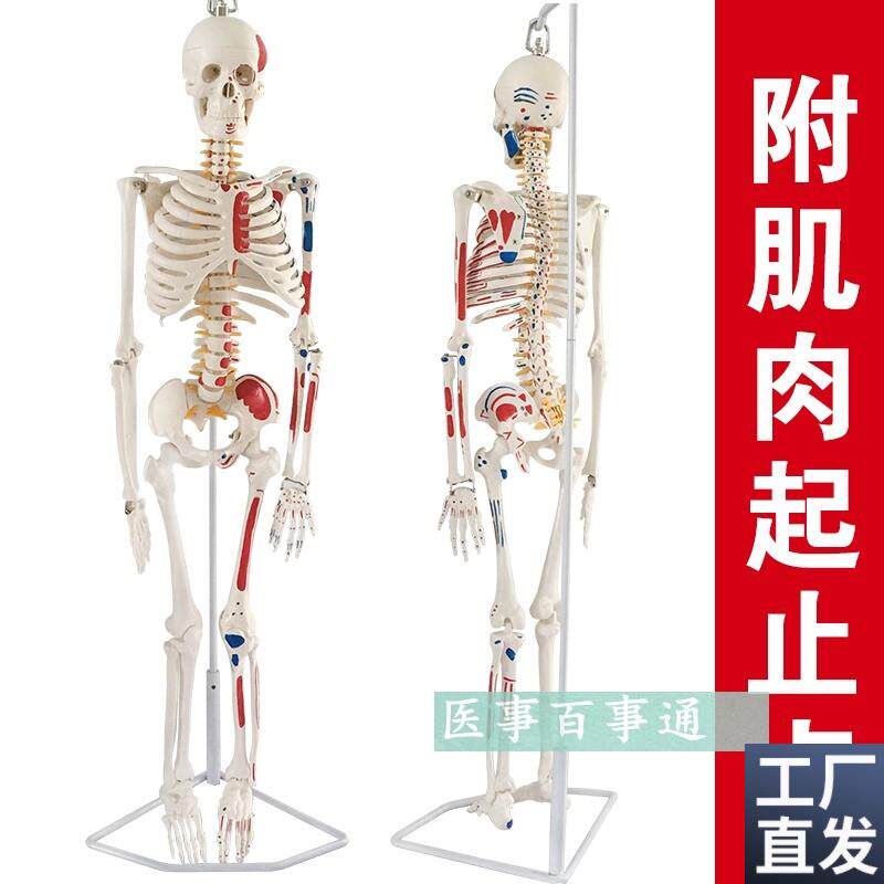 人体骨骼模型85CnM人骨架模型关节模型人骨标本腰椎模型教具