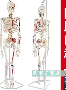 人体骨骼模型85CnM人骨架模型关节模型人骨标本腰椎模型教具