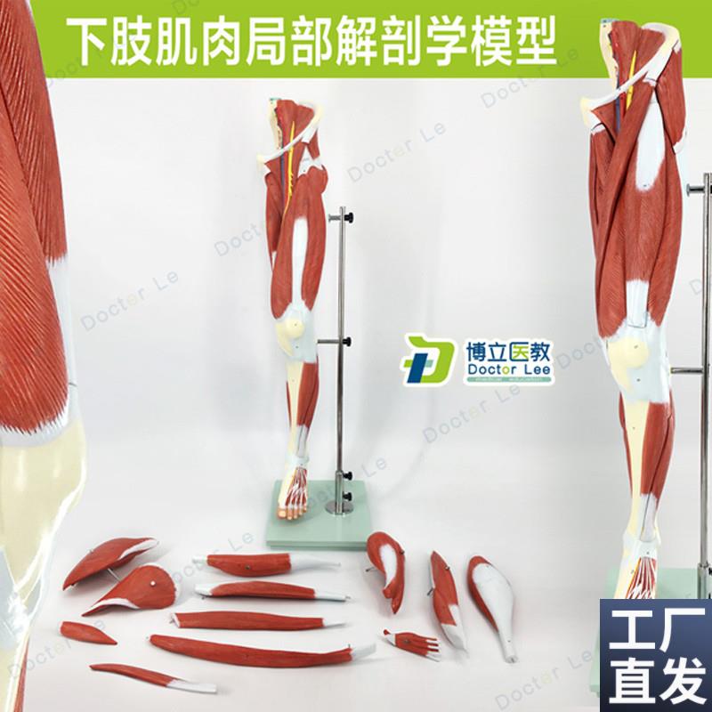 医学人体下c肢肌肉血管神经模型腿部运动系统医学人体解剖健身康