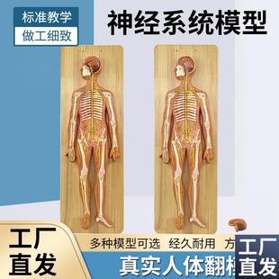 人体神经系统解剖模型中枢神经脑脊髓J周围脊神经骶丛坐骨神经
