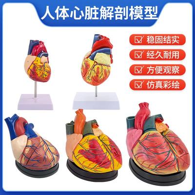 成人1:1人体心脏模型 B超彩超声医学心内科心脏解剖教学模型
