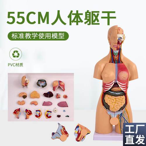 55CM高两性躯干模型人体躯w干解剖21件内脏背部解剖人体标本模型