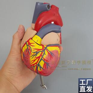 人体心脏模型医学心血管u内科心脏介入解剖教学冠状动脉包邮