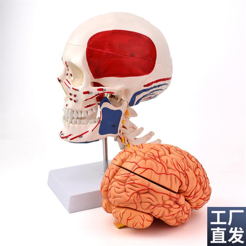ENOVO颐f诺人体头颅骨脑动脉解剖结构模型头骨模型脑血管脑结构