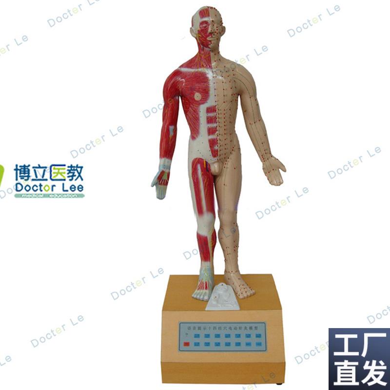 语音提示电动针灸模型教用医用G针灸人医学演示教学模型