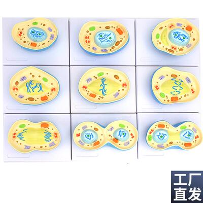 ENOVO颐诺细胞k有丝分裂模型9部件核模核仁染色体细胞质纺锤丝细