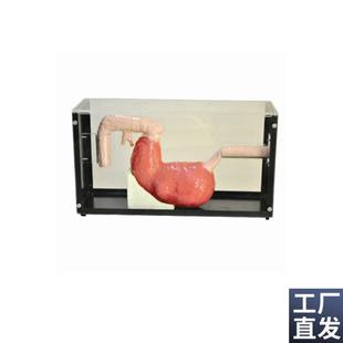 胃镜与ERCP训练n模型人体胃镜检查模型内窥镜胃镜检查模型