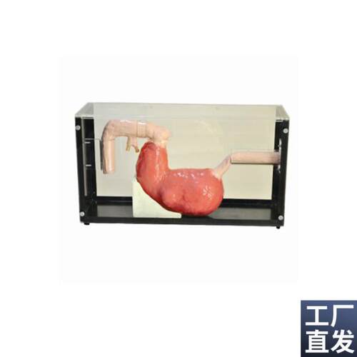 胃镜与ERCP训练n模型人体胃镜检查模型内窥镜胃镜检查模型