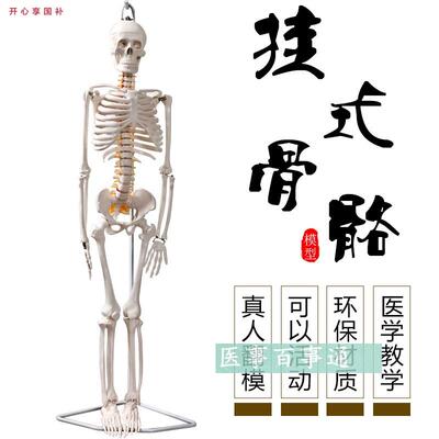 厂家直销85CM骨骼模型教学模D型椎间盘附有脊神经微型全副骨骼