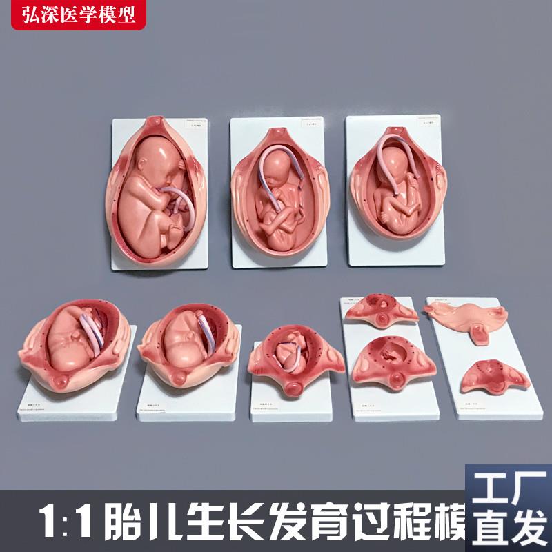 胎儿生长发育过程模型女性怀孕妊娠十月分娩妇幼P保健妇产科学1比