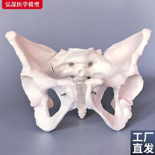 女性骨盆模型人体成人骨科盆骨骼妇产科助产教学耻W骨骶骨立体模