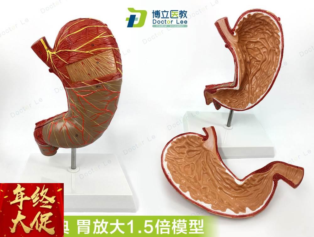 5倍胃模型胃解剖模型胃解剖结构标本消器官十二指肠