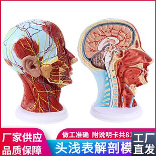 头部矢状a切面解剖头颈部解剖耳鼻喉科血管神经大脑模型头浅表模