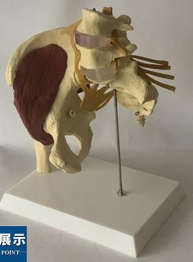 人体女性盆骨开合瑜伽演示髋关节教具骨盆修复肌肉神经椎间盘突出