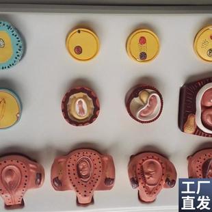 人体妊娠胚胎儿发育过程模型受精卵子宫组O织胚胎模型人体模型子