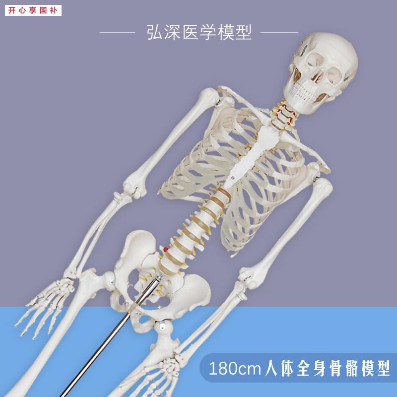 人体全身骨J骼模型180大骨架骷髅带神经椎间盘可拆卸骨科医学教学