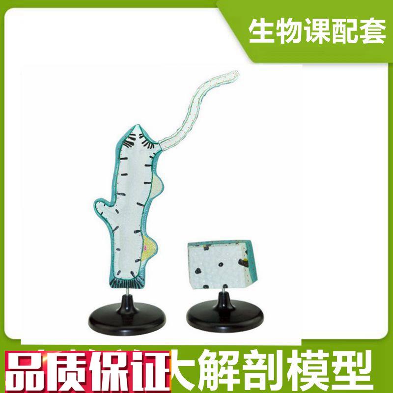 水螅模型中学生物课配套教具腔肠动物G多细胞无脊椎无芽体精巢淡