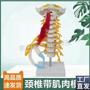 颈椎附肌肉模型人体比例小脑血管神经寰椎枢O椎正骨指压小针刀康