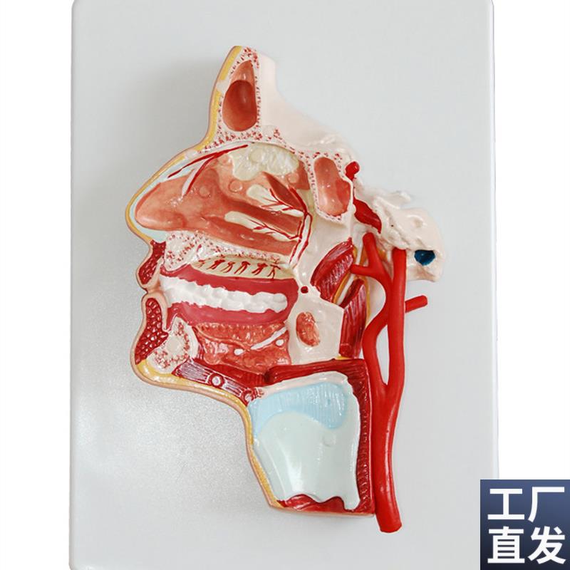 头部解剖病变口鼻咽s喉内侧面血管神经模型口腔模型医教