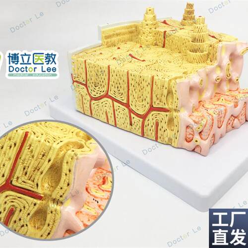 骨结构模型显微解剖模型骨髓内结构管状L骨骼骨科教学医用教学
