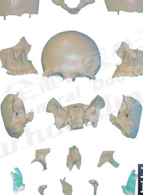部分颅骨散骨模型A1111M7/2/骨骼模型