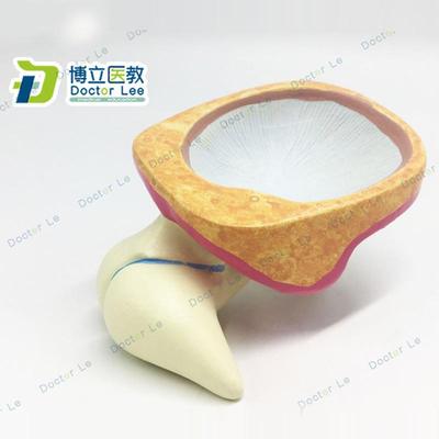 人体内耳迷路听小骨放大两倍鼓膜耳蜗模型 耳鼻喉科医患沟通教具