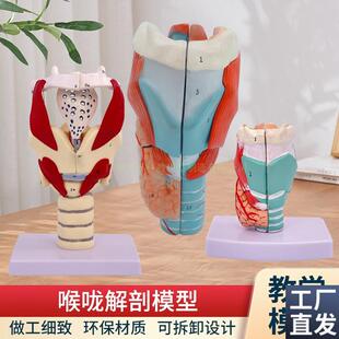 喉咙解剖咽喉模型2倍放大标本A喉部血管甲状腺喉结头医院教学模型
