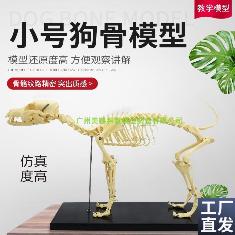 狗骨模型骨标本狗解剖狗骨B架犬犬骨模型犬骨架动物模型