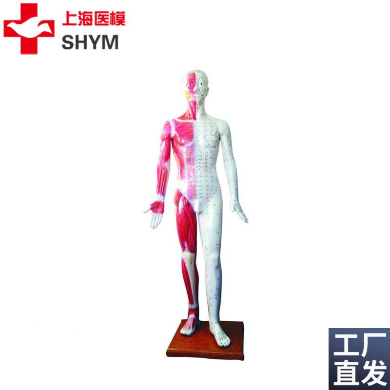 上海医模标准针灸穴位人体模型178cm厂家直销1S78CM高医学模型