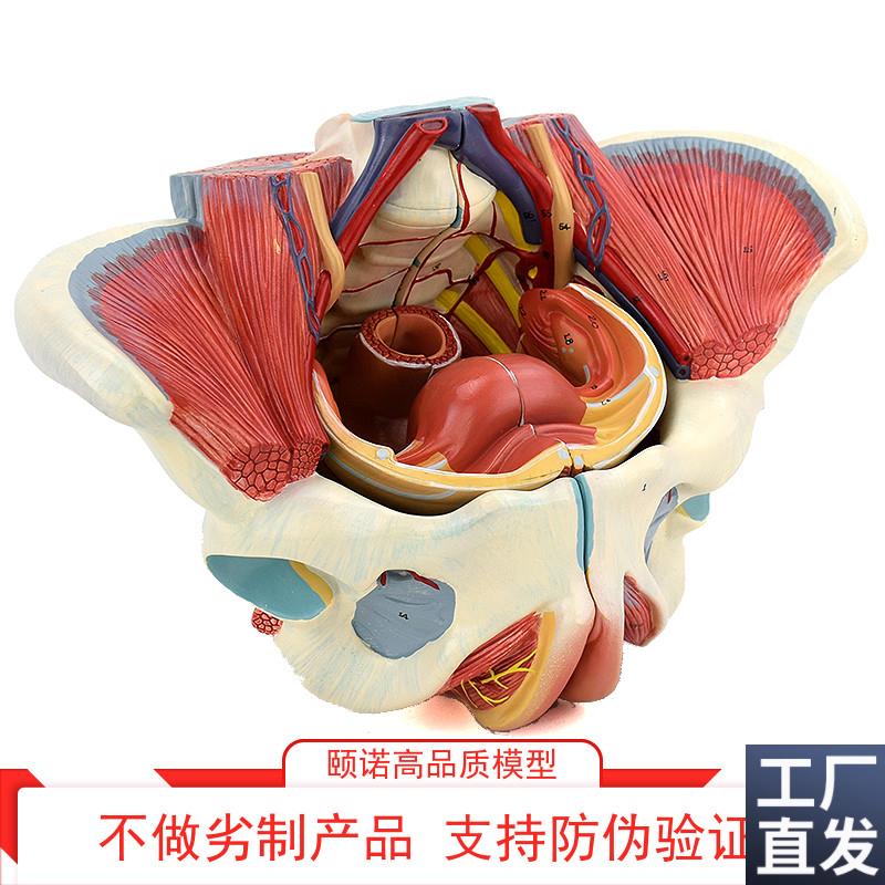 ENOVO颐诺女性骨盆腔盆底肌肉群盆底肌L模型血管神经生殖系统子宫