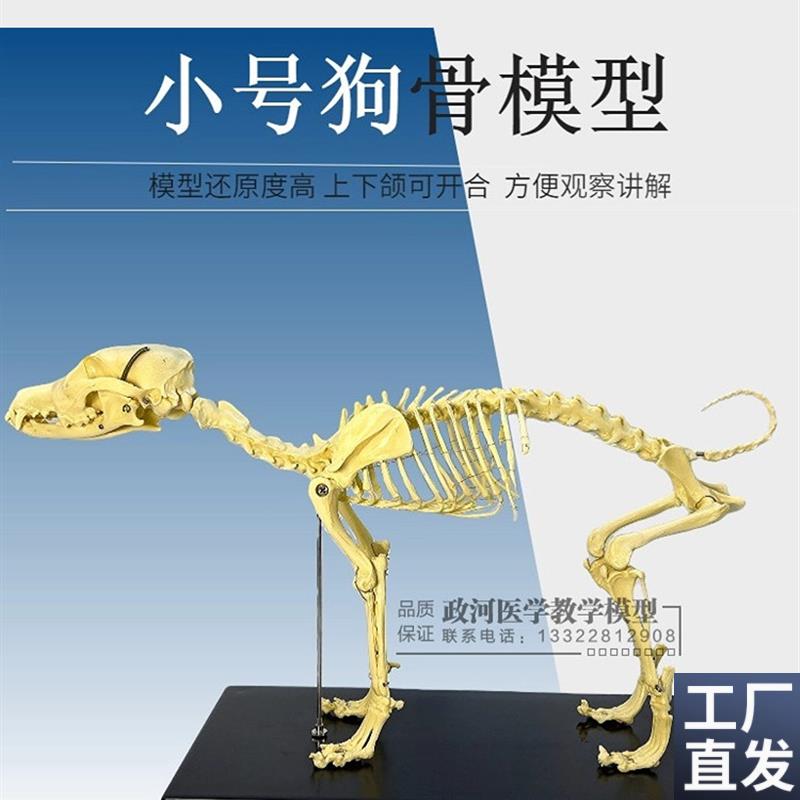 宠物骨科器械狗骨骼标本模型全身动物狗猫犬教学骨架骨.骼骨头模