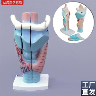喉解剖模型人体咽喉咙喉部甲状z腺声带结构放大模具耳鼻喉医学教