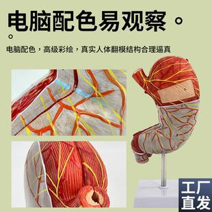 人体消化系统解剖模型大肠模型直肠十二指肠内脏肠U胃解剖构造模